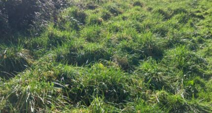 Chassors Terrain à bâtir - 2403072-10974annonce220260122mlO0e.jpeg Maisons Open