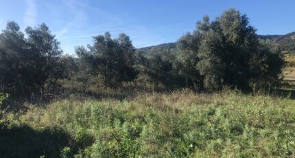 Saint-Jean-de-Cornies Terrain à bâtir - 2318551-10245annonce120251027cTbqA.jpeg Maisons Open