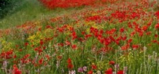 Terrain à bâtir à Chinon, Centre-Val de Loire
