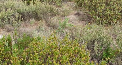 Pia Terrain à bâtir - 2412130-4671annonce1202601294xTUO.jpeg Maisons Open