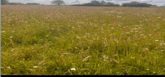 Terrain à bâtir à Capian, Nouvelle-Aquitaine