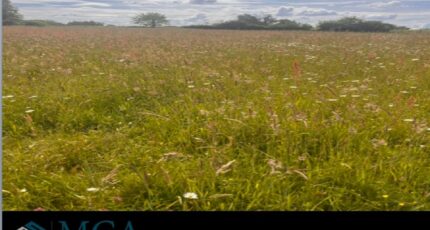 Vayres Terrain à bâtir - 2433749-3601annonce120260218E5KcE.jpeg Maisons Open