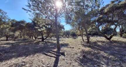 Cucuron Terrain à bâtir - 2436678-7050annonce320260223vSTTB.jpeg Maisons Open