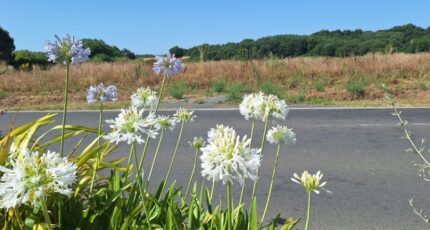 Meursac Terrain à bâtir - 2438217-3362annonce120260223qMzAP.jpeg Maisons Open