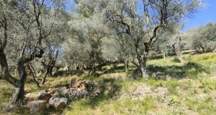 Saint-Martin-du-Var Terrain à bâtir - 2439830-3059annonce120240711d4LTp.jpeg Maisons Open