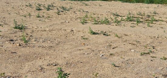 Terrain à bâtir à Saint-Laurent-de-la-Salanque, Occitanie
