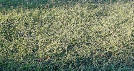 Saint-Estève Terrain à bâtir - 2441608-4671annonce120260226K0Qrs.jpeg Maisons Open