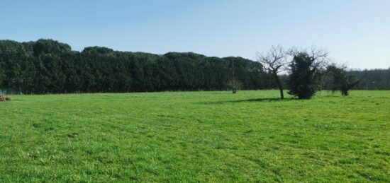 Terrain à bâtir à Landiras, Nouvelle-Aquitaine