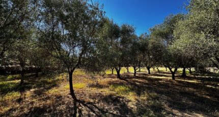 Puget-sur-Argens Terrain à bâtir - 2442469-11157annonce420260227mg1ds.jpeg Maisons Open