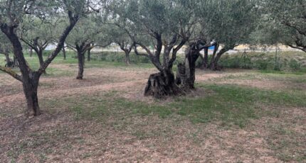 Lorgues Terrain à bâtir - 2443375-3951annonce220260227bZHey.jpeg Maisons Open