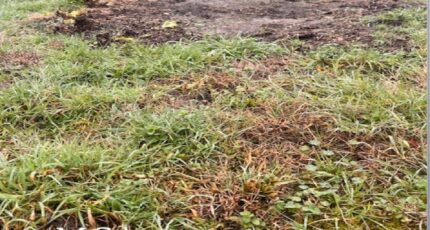 Cardan Terrain à bâtir - 2444016-3601annonce120260228OXLPv.jpeg Maisons Open