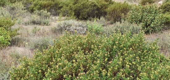 Terrain à bâtir à Toulouges, Occitanie