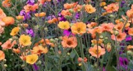 Notre-Dame-d'Oé Terrain à bâtir - 2382513-10205annonce120250909MRxrP.jpeg Maisons Open