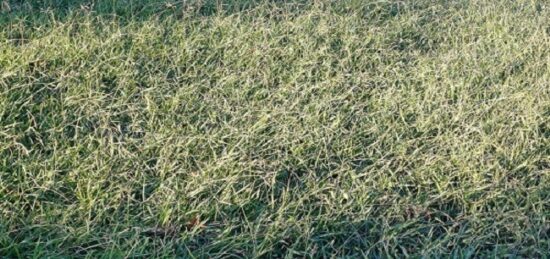 Terrain à bâtir à Perpignan, Occitanie