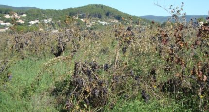 Cuers Terrain à bâtir - 2350352-11080annonce320251126WleyA.jpeg Maisons Open