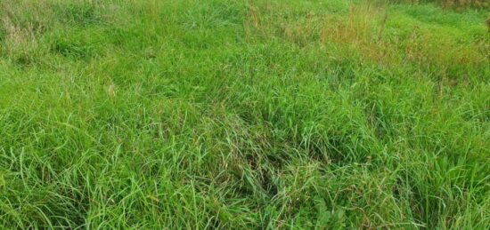 Terrain à bâtir à , Gironde