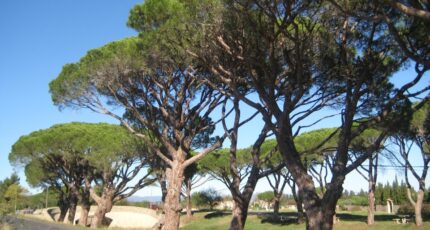 Sallèles-d'Aude Terrain à bâtir - 2413507-692annonce120260130tpClD.jpeg Maisons Open