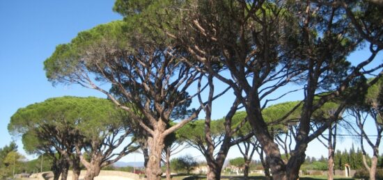Terrain à bâtir à Sallèles-d'Aude, Occitanie