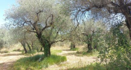 Opio Terrain à bâtir - 2446350-1837annonce120260303cRwdL.jpeg Maisons Open