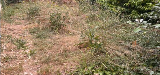 Terrain à bâtir à Loupiac, Nouvelle-Aquitaine