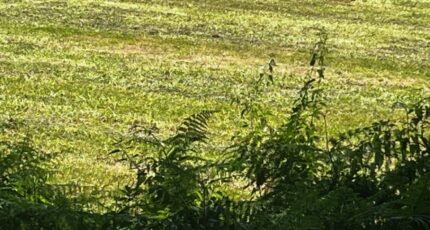 Gémozac Terrain à bâtir - 2449125-10974annonce120260306PNCQB.jpeg Maisons Open