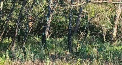 Rocbaron Terrain à bâtir - 2446942-5922annonce320260304B40XE.jpeg Maisons Open