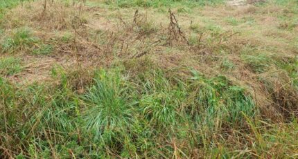 Laruscade Terrain à bâtir - 2440037-11015annonce120260225lFHoI.jpeg Maisons Open