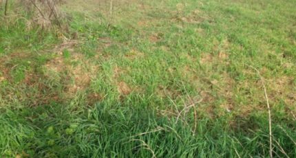 Colomiers Terrain à bâtir - 2455878-9555annonce120260313TSvsz.jpeg Maisons Open