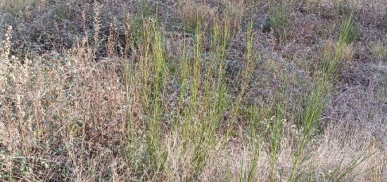 Terrain à bâtir à Alénya, Occitanie