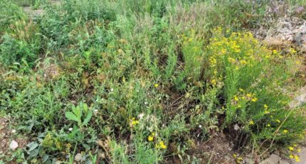 Saint-Cyprien Terrain à bâtir - 2391598-4671annonce120260113x8QcF.jpeg Maisons Open