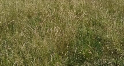 Joué-du-Bois Terrain à bâtir - 2459095-1153annonce1202411151ZTQQ.jpeg Maisons Open