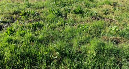 Le Seure Terrain à bâtir - 2458765-10974annonce120260317UPzzN.jpeg Maisons Open