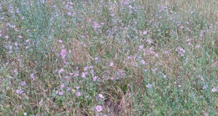 Estagel Terrain à bâtir - 2460115-4671annonce120260318BVqp2.jpeg Maisons Open