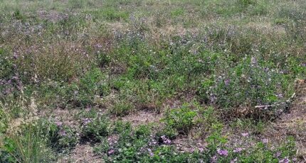 Pia Terrain à bâtir - 2461389-4671annonce120260319ImbCB.jpeg Maisons Open