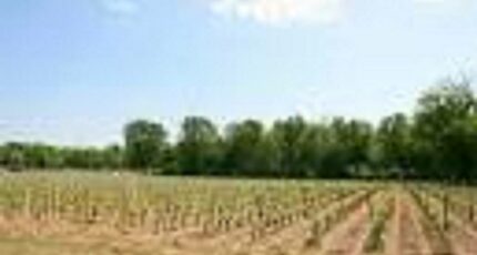 Cérons Terrain à bâtir - 2462026-3127annonce120251126Q0747.jpeg Maisons Open