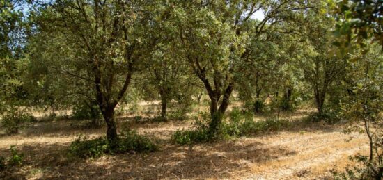 Terrain à bâtir à , Vaucluse