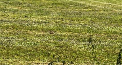 Jazennes Terrain à bâtir - 2462638-10974annonce2202603206bzzT.jpeg Maisons Open