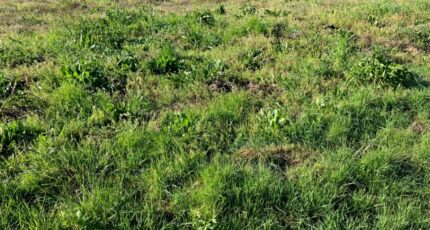 Chérac Terrain à bâtir - 2462502-10974annonce120260320kKO92.jpeg Maisons Open