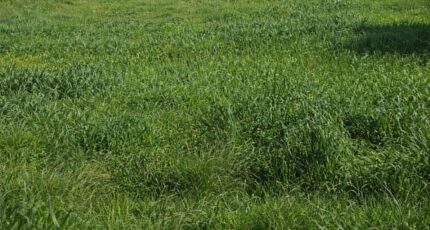 Grasse Terrain à bâtir - 2465180-11719annonce120260324TZ3VC.jpeg Maisons Open