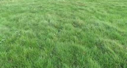 Courances Terrain à bâtir - 2468001-7255annonce120260326zvTK6.jpeg Maisons Open