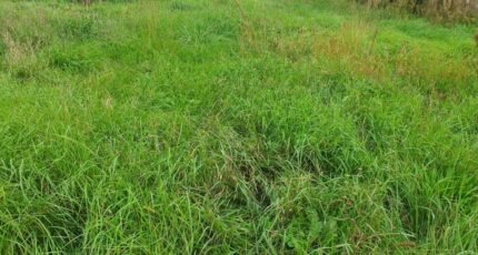 Saint-Genès-de-Fronsac Terrain à bâtir - 2445318-11015annonce120260302WmOWI.jpeg Maisons Open