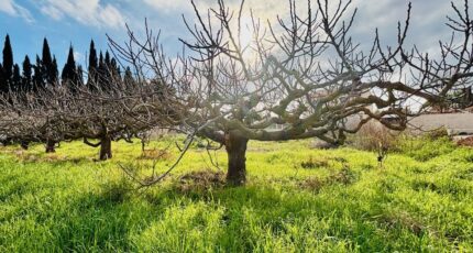 La Farlède Terrain à bâtir - 2392895-4866annonce1202601148fTfD.jpeg Maisons Open