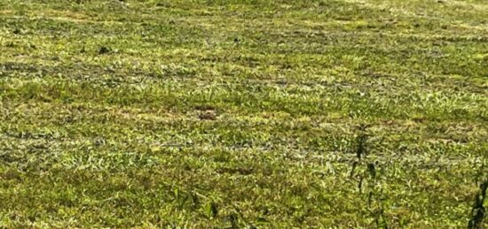 Terrain à bâtir à Saint-Nazaire-sur-Charente, Nouvelle-Aquitaine