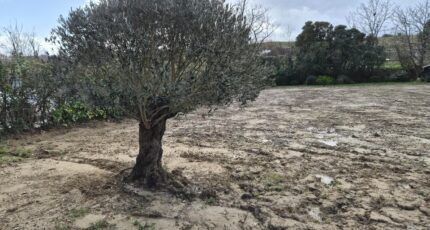 Ramonville-Saint-Agne Terrain à bâtir - 2436518-5771annonce120260220tT6Fr.jpeg Maisons Open