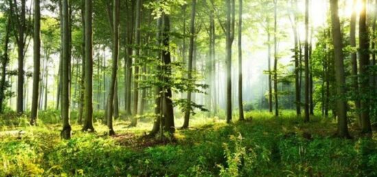 Terrain à bâtir à Nemours, Île-de-France