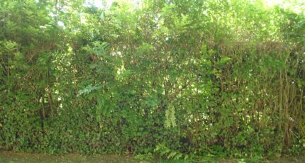 Oncy-sur-École Terrain à bâtir - 2385055-4353annonce220260107eFw5R.jpeg Maisons Open