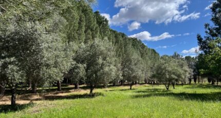 Lézignan-la-Cèbe Terrain à bâtir - 2453717-11018annonce420260311GBCrP.jpeg Maisons Open