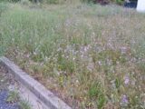  2420703-4671annonce1202602069qmOo.jpeg Maisons Open