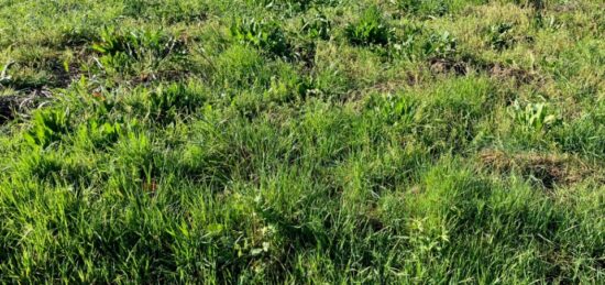 Terrain à bâtir à Le Seure, Nouvelle-Aquitaine