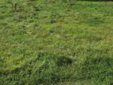  2459033-1153annonce120241120IpRAD.jpeg Maisons Open